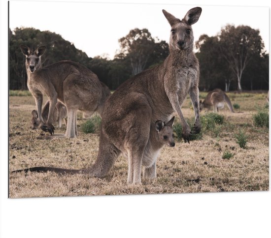 WallClassics - Dibond - Kangeroe's in Australië - 100x75 cm Foto op Aluminium (Wanddecoratie van metaal)