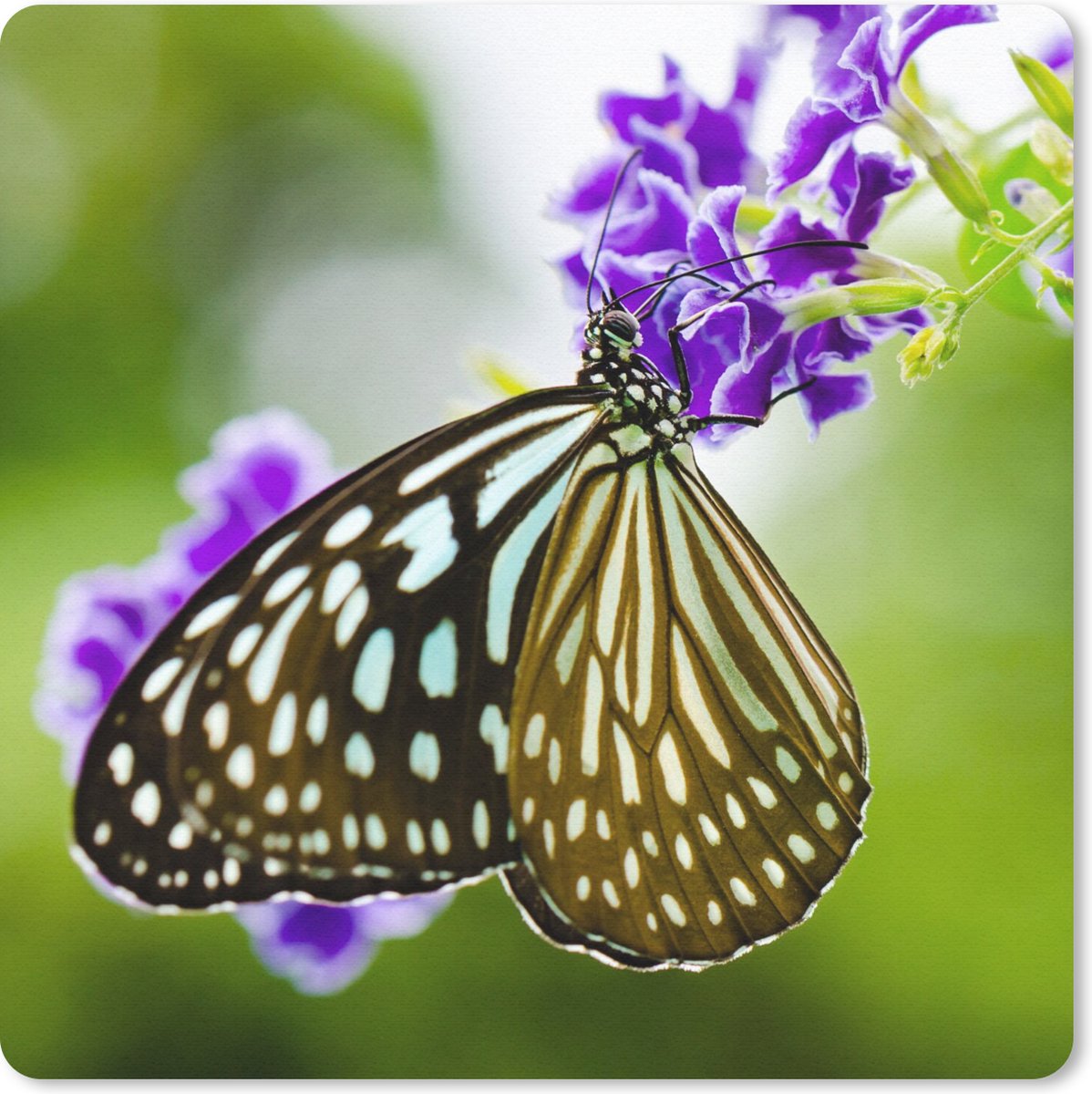 Muismat 20x20 cm - Mousepad Lavendel - Vlinder - Botanisch - Muismatten