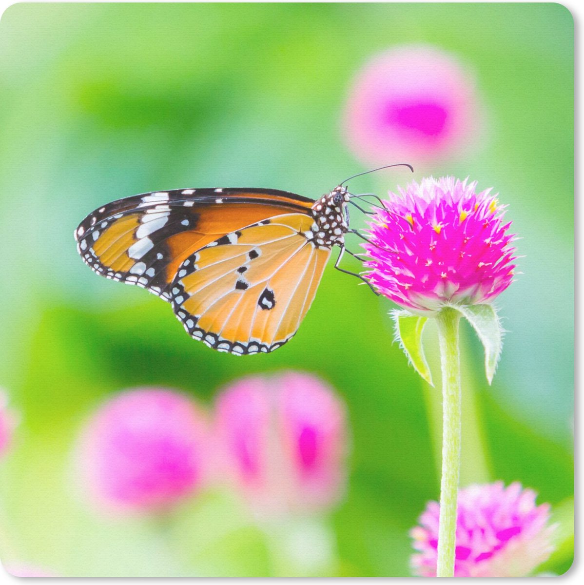 Muismat 30x30 cm - Mousepad Landelijk - Vlinder - Distel - Bloem - Muismatten
