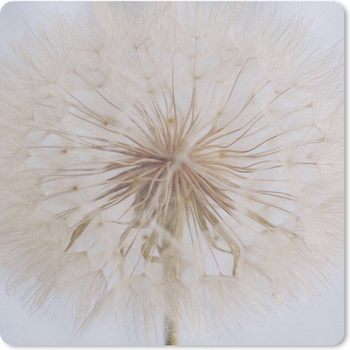 Muismat 20x20 cm - Mousepad Bloemen - Paardenbloem - Design - Muismatten