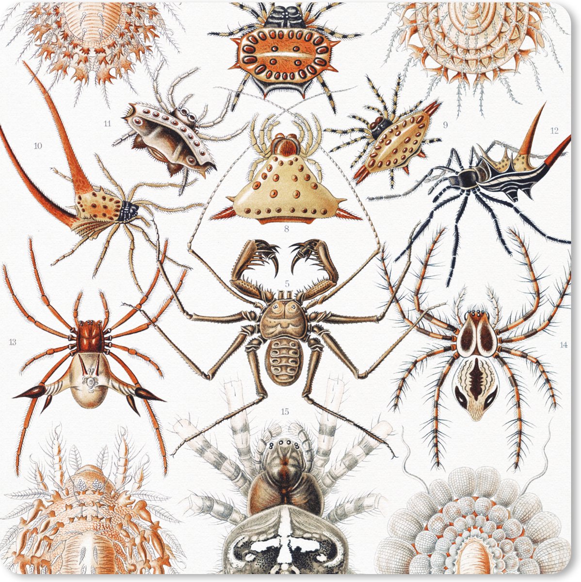 Muismat 30x30 cm - Mousepad Retro - Spin - Ernst Haeckel - Spinnen - Muismatten