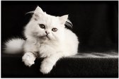 WallClassics - Poster (Matte) - Chat Witte sur Fond Noir - 75x50 cm Photo sur Papier Poster d'aspect Mat