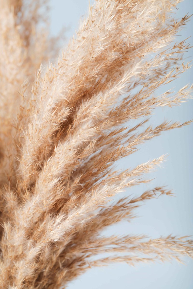 Printerior - Pampas Grass - Muurdecoratie - Luxe print - Wallart - Schilderij - Pampas print - Natuur print - Matte print - Pampas