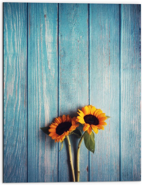 WallClassics - Dibond - Tournesols avec Clôture Bleue - Photo 60x80 cm sur Aluminium (Avec Système d'accrochage)