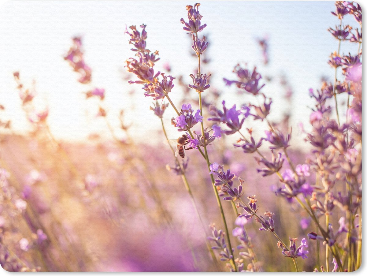 Muismat Groot - Lavendel - Close-up - Zon - Bloemen - Paars - 40x30 cm - Mousepad - Muismat