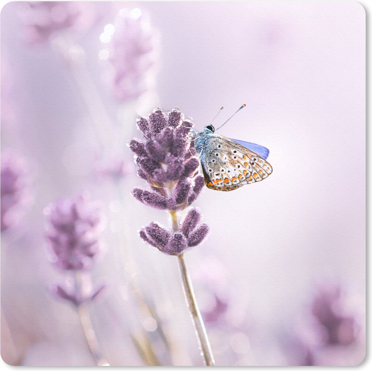 Muismat 20x20 cm - Mousepad Lavendel - Vlinder - Close-up - Paars - Muismatten