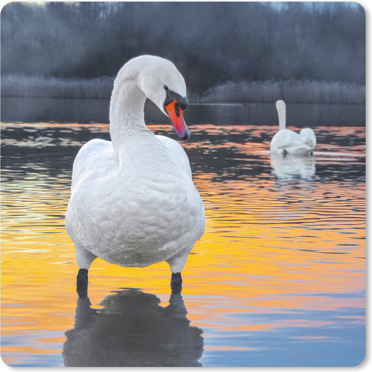 Muismat 30x30 cm - Mousepad Zwaan - Vogel - Zonsondergang - Water - Muismatten