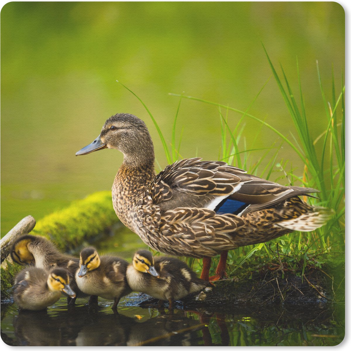 Muismat 20x20 cm - Mousepad Eend - Vogels - Water - Tak - Mos - Muismatten