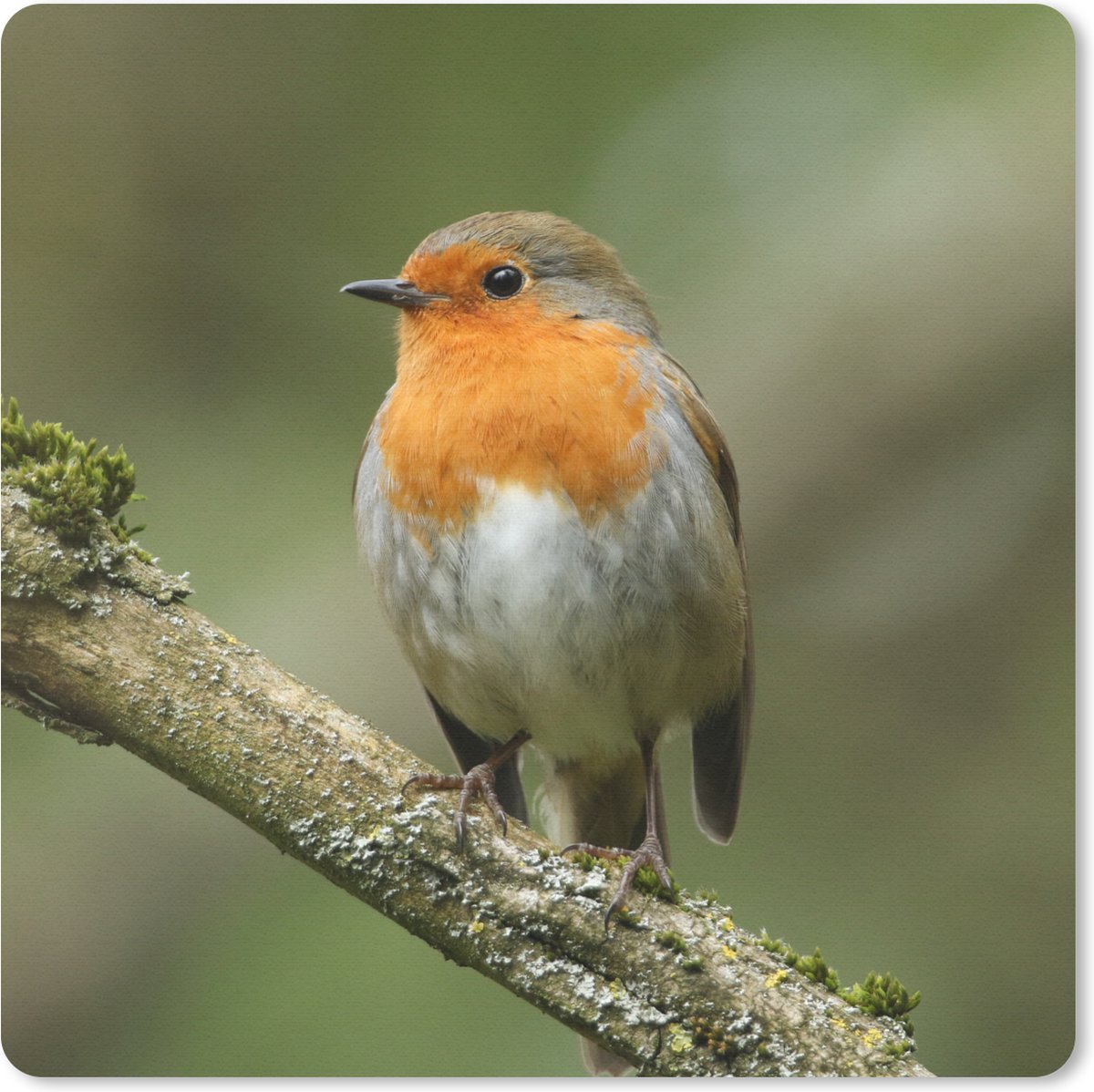 Muismat 20x20 cm - Mousepad Vogel - Roodborstje - Tak - Planten - Muismatten