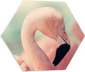 WallClassics - PVC Schuimplaat Hexagon  - Hoofd van een Roze Flamingo - 50x43.5 cm Foto op Hexagon (Met Ophangsysteem)
