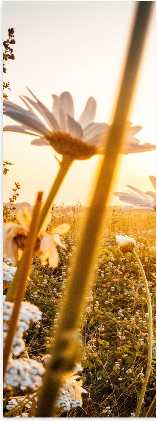 WallClassics - Poster (Mat) - Madeliefjes in Bloemenveld met Zonlicht - 20x60 cm Foto op Posterpapier met een Matte look