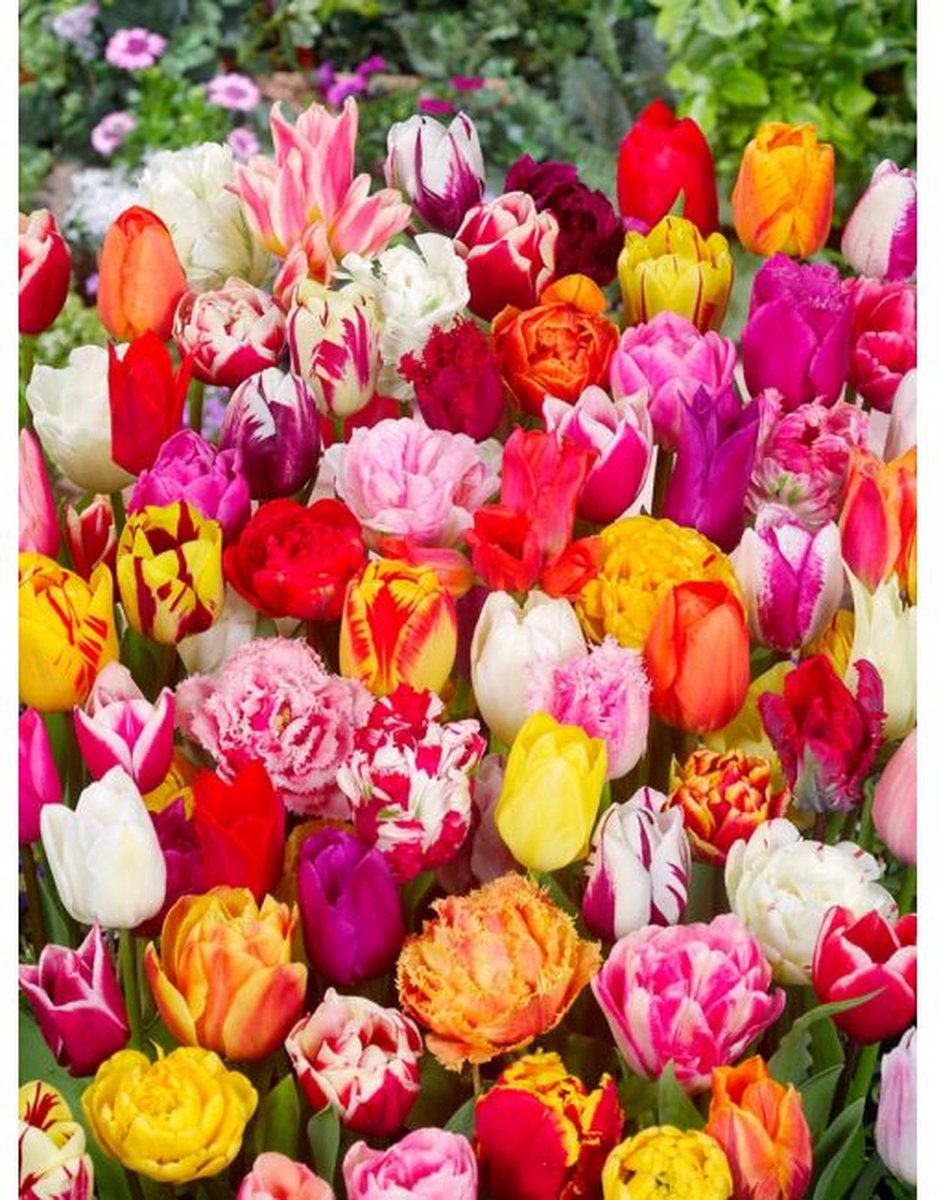35 Tulpenbollen - Tulpen Darwin Hybrid Mix - Hoge Tulpen 50 cm. - Gemengde Tulpenbollen - Grootverpakking - Voordeelverpakking