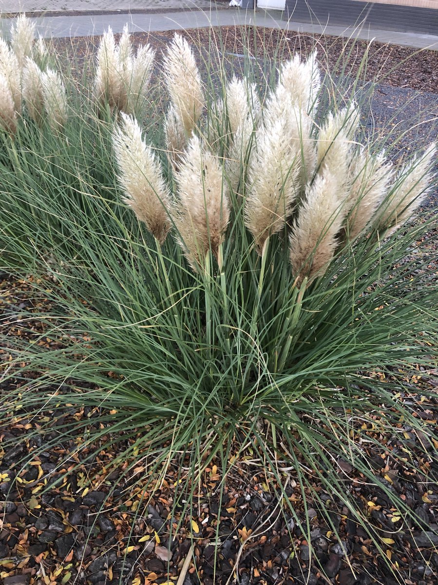 6 x Cortaderia sell. 'Tiny Pampa' Pampasgras in pot 9 x 9 cm bol