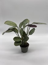 Calathea amagris - Sierlijke baby kamerplant met mooie strepen - Levende plant