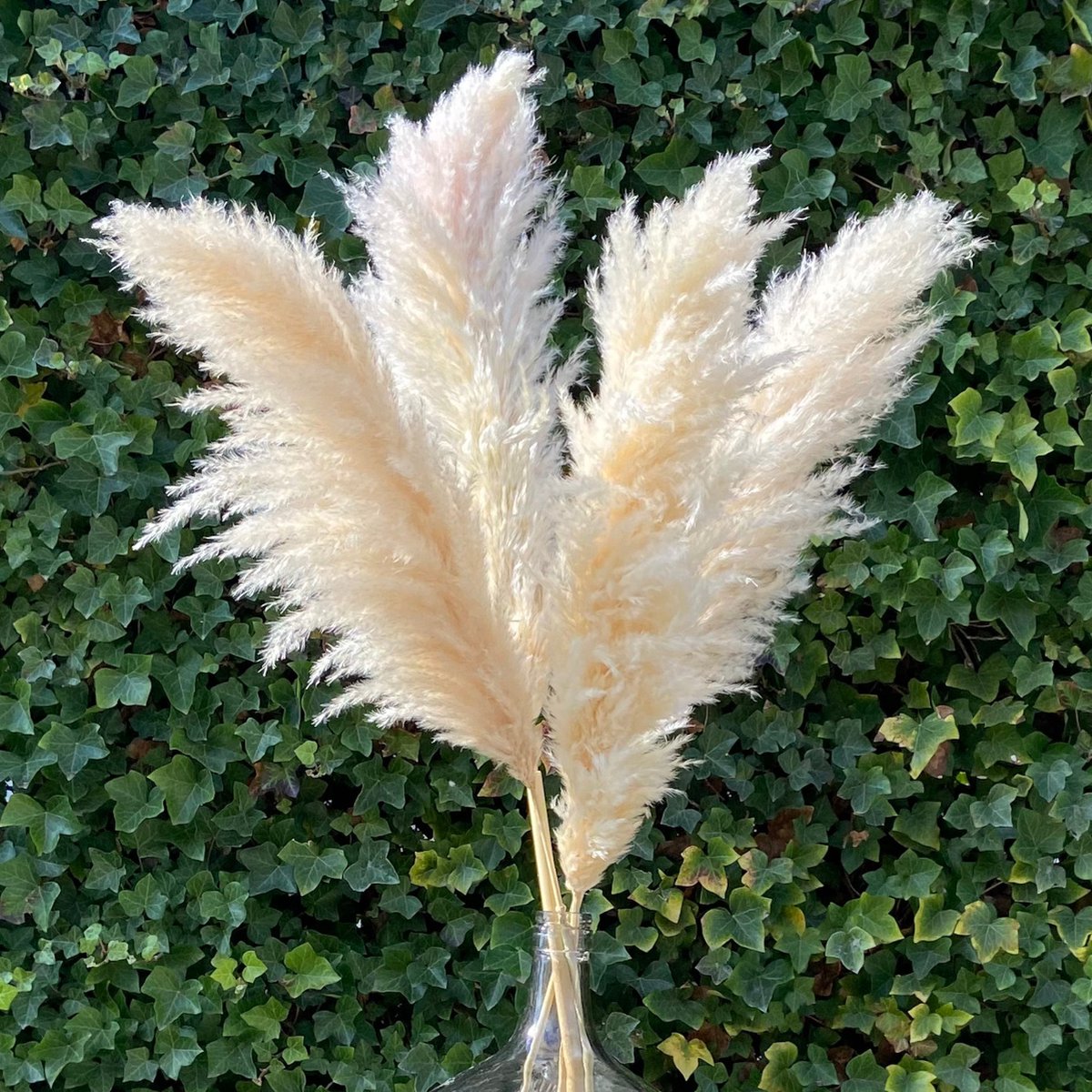 Pampas Pluimen XL Natuurlijk Extra Fluffy Pampasgras Beige 120 cm 10 stuks