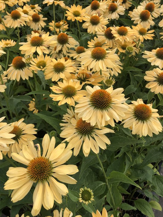 6 X Echinacea Purpurea Aloha® Zonnehoed Pot 9 X 9 Cm Bol