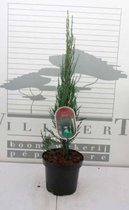 Juniperus scopulorum 'Blue Arrow' - Jeneverbes , Virginische Jeneverbes 40 - 50 cm in pot