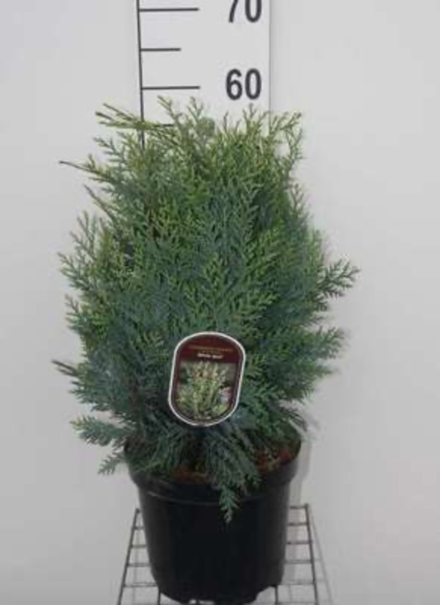 Chamaecyparis lawsoniana 'White Spot' - Californische cipres 30 - 40 cm in pot