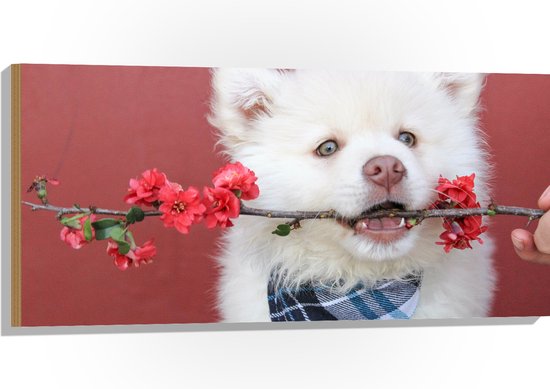 WallClassics - Hout - Witte Hond met Bloementak - 100x50 cm - 12 mm dik - Foto op Hout (Met Ophangsysteem)