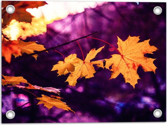 WallClassics - Tuinposter – Oranje Herfstbladeren met Paarse Achtergrond - 40x30 cm Foto op Tuinposter  (wanddecoratie voor buiten en binnen)