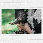 WallClassics - Muursticker - Zwart Baby Varkentje - 60x40 cm Foto op Muursticker