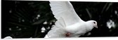 WallClassics - Dibond - Vliegende Witte Duif - 150x50 cm Foto op Aluminium (Met Ophangsysteem)