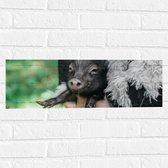 WallClassics - Muursticker - Zwart Baby Varkentje - 60x20 cm Foto op Muursticker