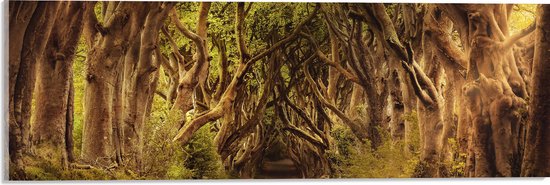 WallClassics – Acrylglas – Krokelende Bomen over Krokelende Weg – 60×20 cm Foto op Acrylglas (Met Ophangsysteem)