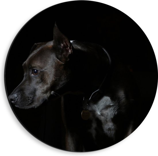 WallClassics - Dibond Muurcirkel - Zwarte Hond met Donkere Achtergrond - 40x40 cm Foto op Aluminium Muurcirkel (met ophangsysteem)