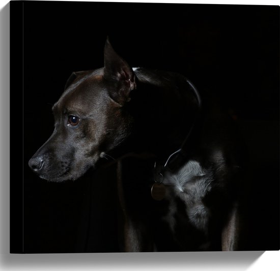 WallClassics - Canvas  - Zwarte Hond met Donkere Achtergrond - 40x40 cm Foto op Canvas Schilderij (Wanddecoratie op Canvas)