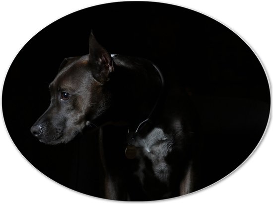 WallClassics - Dibond Ovaal - Zwarte Hond met Donkere Achtergrond - 40x30 cm Foto op Ovaal (Met Ophangsysteem)