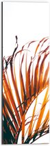WallClassics - Dibond - Bruine Palmbladeren - 20x60 cm Foto op Aluminium (Met Ophangsysteem)