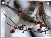 WallClassics - Tuinposter – Vogel op een Tak met Besjes - 40x30 cm Foto op Tuinposter  (wanddecoratie voor buiten en binnen)