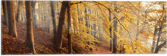 WallClassics - Drapeau - Rayons de soleil entre forêt d'automne - Photo 60x20 cm sur drapeau en polyester