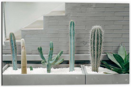 WallClassics - Dibond - Cactus Plantenbak - 60x40 cm Foto op Aluminium (Met Ophangsysteem)