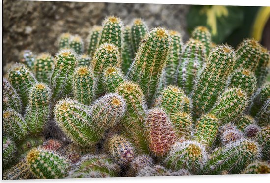 WallClassics - Dibond - Kleine Cactussen bij Elkaar - 105x70 cm Foto op Aluminium (Met Ophangsysteem)