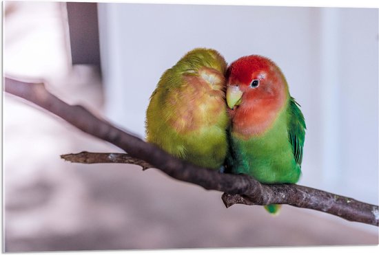 WallClassics - Acrylglas - Twee Verliefde Vogeltjes op een Tak - 90x60 cm Foto op Acrylglas (Met Ophangsysteem)