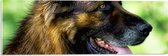 WallClassics - Acrylglas - Uitgeputte Shepherd Hond - 60x20 cm Foto op Acrylglas (Met Ophangsysteem)
