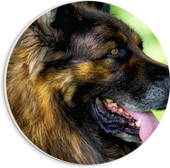 WallClassics - PVC Schuimplaat Muurcirkel - Uitgeputte Shepherd Hond - 20x20 cm Foto op Muurcirkel (met ophangsysteem)