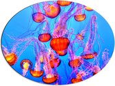 WallClassics - Dibond Ovaal - Oranje Kwallen in Blauwe Zee - 68x51 cm Foto op Ovaal (Met Ophangsysteem)