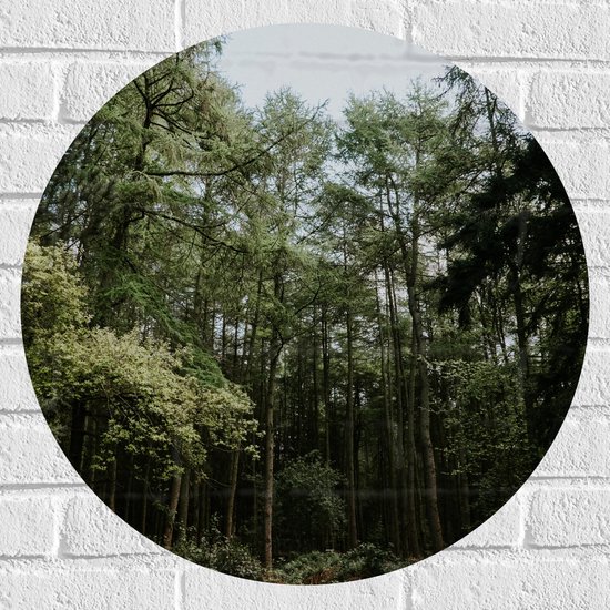 WallClassics - Muursticker Cirkel - Groene Hoge Bomen - 60x60 cm Foto op Muursticker