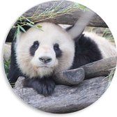 WallClassics - Cercle mural en panneau de mousse PVC - Panda entre poutres - Photo 50x50 cm sur cercle mural (avec système de suspension)