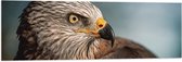 WallClassics - Drapeau - Cerf-volant oiseau de proie - 120x40 cm Photo sur Drapeau Polyester