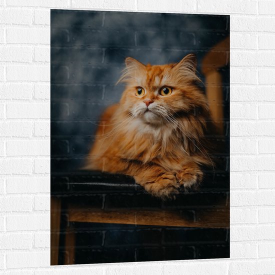 WallClassics - Muursticker - Pers Kat Liggend op Stoel - 70x105 cm Foto op Muursticker