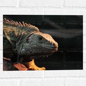 WallClassics - Muursticker - Leguaan Reptiel - 40x30 cm Foto op Muursticker