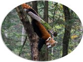 WallClassics - PVC Schuimplaat Ovaal - Kleine Panda Hangend in de Boom - 108x81 cm Foto op Ovaal  (Met Ophangsysteem)