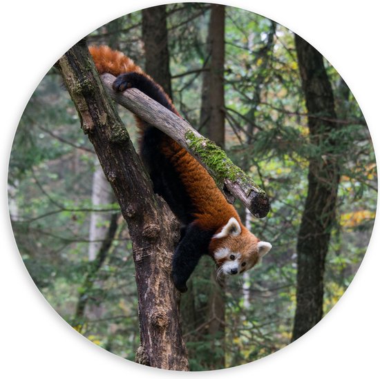 WallClassics - PVC Schuimplaat Muurcirkel - Kleine Panda Hangend in de Boom - 100x100 cm Foto op Muurcirkel (met ophangsysteem)