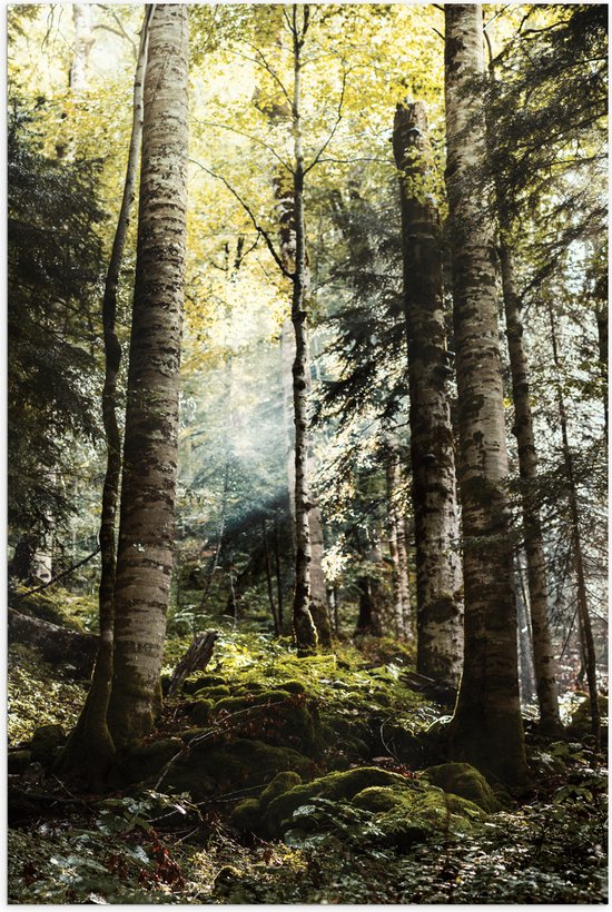WallClassics - Poster Glanzend – Groene Bomen met Zon - 100x150 cm Foto op Posterpapier met Glanzende Afwerking