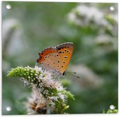 WallClassics - Poster de Jardin - Papillon Oranje sur Bloem Witte - 50x50 cm Photo sur Poster de Jardin (décoration murale pour l'extérieur et l'intérieur)