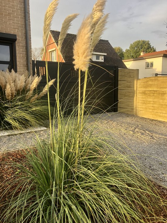 Foto: 12x cortaderia selloana pumila dwergpampasgras in 9x9cm pot